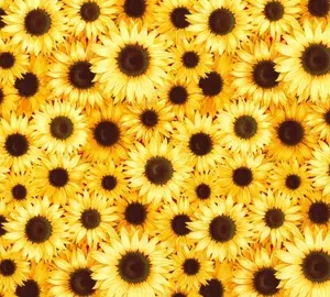 Keepsake Calico, Yellow, Packed Sunflowers